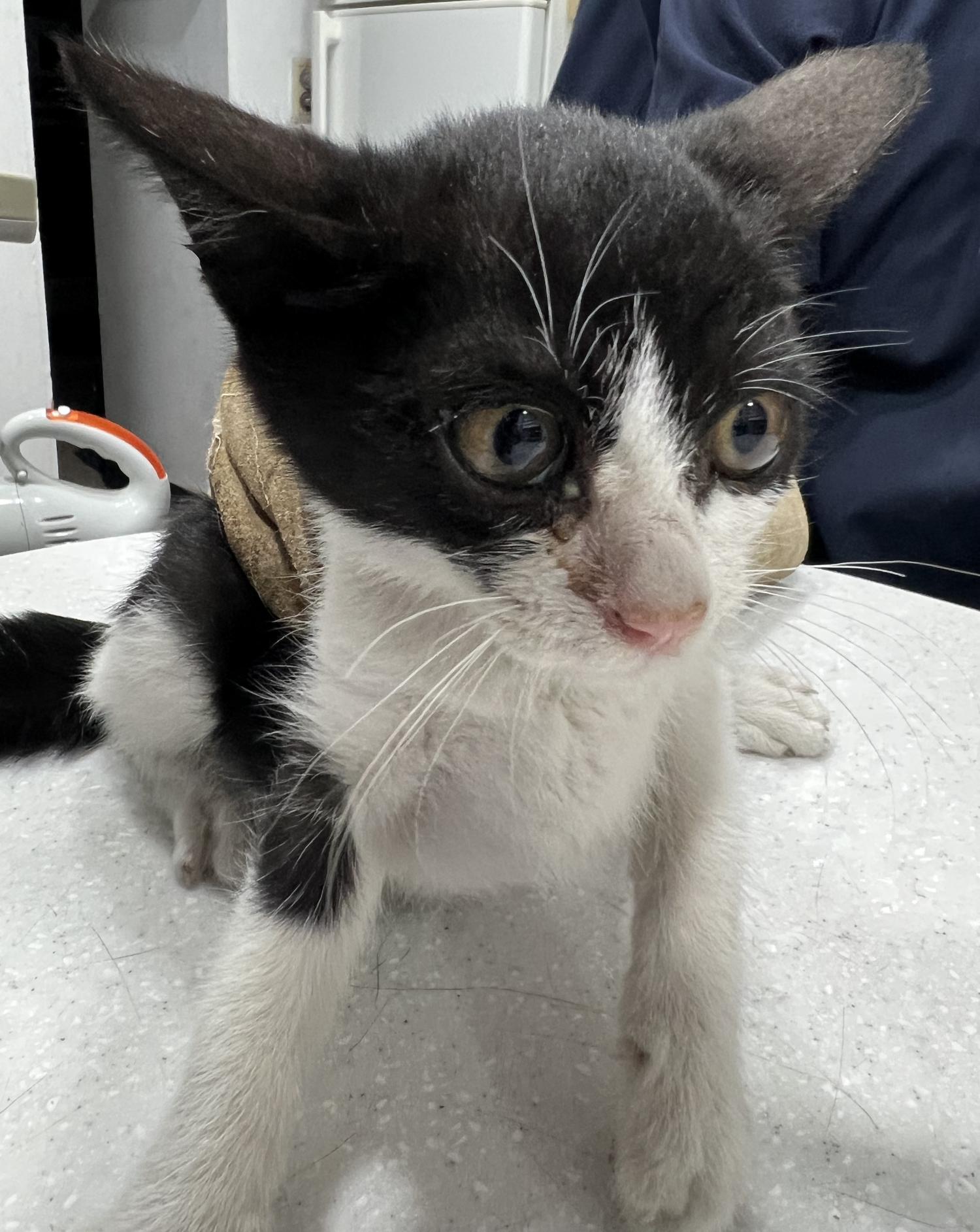 홍익동물병원_411313202400693